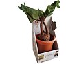 Harry Potter - Interaktivní Mandragora 30 cm
